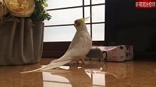 这只鹦鹉竟会唱歌，还唱的挺好听的呢！