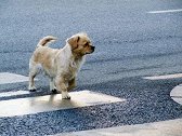 “人不如狗”？目击行人横穿马路被撞 小狗确认安全后过斑马线