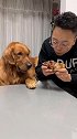 主人啃骨头金毛眼巴巴的看着，看主人怎么对待它的，结果搞笑了