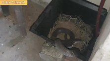 乡下二姐的家禽房不注意卫生成蛇窝，小东和大强捉了半袋子的毒蛇