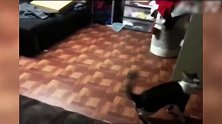 调皮的猫星人猫咪的表现太逗了，好好笑呀！