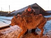 俄罗斯：一农夫遭狼袭击两只宠物狗被杀，徒手搏斗将其勒死