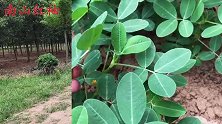 小蓬草还能吃？好多人不知道它的价值，农村老奶奶教你正确做法