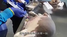 狗狗怀孕被抛弃街头，男子好心收养，没想到6个月后瞬间傻眼了！