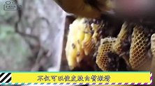 它是女性保护神，经常泡水喝，美白皮肤，缓解疲劳抗衰老