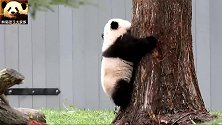 熊猫贝贝爬树，熊小志气高：相信自己，我可以的！