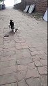 猫：离我远点，别把我衣服弄脏了！
