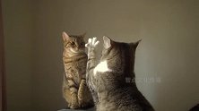 2只猫咪打架，一招一式全是真功夫，结局有点意外