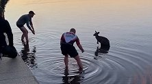 澳大利亚：有爱！两男子跳进湖里救出落水的袋鼠