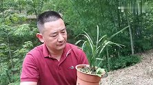 夏天兰花患炭疽病、腐叶病怎么办？多菌灵这样用，操作简单又有效
