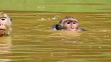 粗心的猴妈带小猴游泳，小猴差点被淹死！