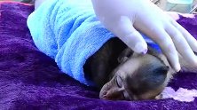 可怜的小猴子受伤了，医生跟它在医疗