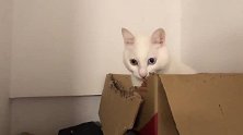 猫咪也有焦虑症，狂啃纸箱泄不满，主人：你是魔鬼吗！