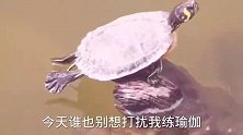 搞笑配音，龟：今天谁也别想打扰我练瑜伽 #头条喜剧人#