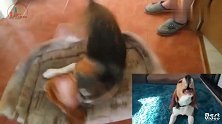 给狗子看自己抽风的视频！狗子这反应亮了