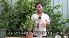 米兰这里有个“小开关”，剪几刀，开花多又香