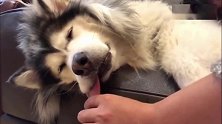 阿拉斯加犬睡觉伸舌头，主人趁机使坏，太逗了！
