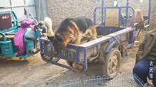 狗市上一条德牧犬，力气真大，把三轮车拉的来回晃动