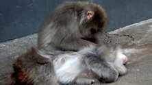 猴哥你的工作总是一丝不苟，顾客都会喜欢你的