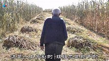 张家口小山村老两口割谷子，一亩谷收入多少？老哥实话实说不哄人
