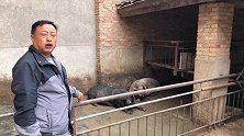 农村小伙专养品种猪，他卖猪仔一年利润轻松几十万，大家来了解下