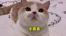 小哥哥 你怎么啦？矮脚猫 沙雕 迷惑行为大赏  铲屎官的乐趣 六一儿童节