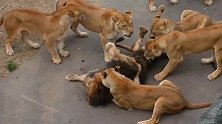 雄狮招惹隔壁狮群的母狮，这下受教训了吧！