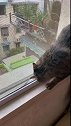 猫主人我去隔壁串串门，中午不回来吃饭了！