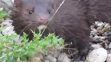 这只大老鼠可以让这只水貂饱餐一顿了