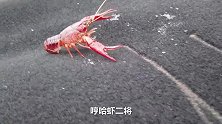国外15美元一对的宠物龙虾，在国内都是餐桌美味，5毛钱买一对