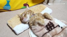 小橘猫，为什么睡个觉你都要这么萌