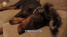 猫咪把狗子玩累了，自己唱起了独角戏，狗子-猫兄悠着点！