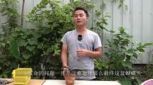 兰花叶子黑点是“大病”，不重视处理的最后都收空盆了