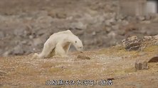 高傲无比的北极熊，居然翻垃圾桶找食物，真相后令人心酸不已