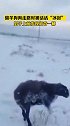 零下51度，绵羊狗狗走路时被活活冰封