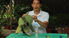 教你繁殖橡皮树，简单高效，生根快