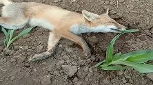 地里面遇到昏倒的狐狸，给它喝水竟然摇头，这是成精了在渡劫吧！