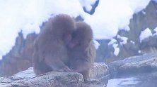 景区下雪猴子们抱团取暖 “还好进化的快 不然在哪里抱团的就是咱了 ”猴子们抱团取暖