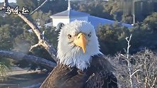 团结就是力量！老鹰夫妇谁也不偷懒，共同修缮鹰巢