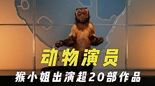 影视作品当中的动物，猴小姐出演超20部作品，橘猫拍广告成功出