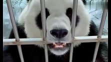 奶妈说熊猫的耳朵要掉了，大虎子吓得赶紧捂住，太逗了！