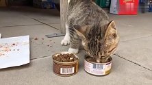 流浪小猫终于饱餐一顿，头不抬眼不睁，就是吃！