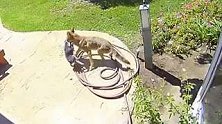 美国：宠物吉娃娃在后院被郊狼叼走，主人智救小狗