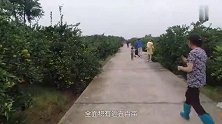 逛百亩桔园，只为多尝尝桔子，我的家乡石门就靠柑橘闻名