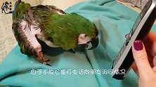 主人打来电话问好，鹦鹉非要接听，开口第一句就亮了
