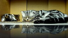 趴在纸箱睡着的猫咪们，这可爱的小样子，真萌啊！