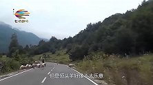 领头羊突然攻击主人，退走后又来了个回马枪，网友：晚上吃肉