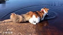 一脸疑惑的猫咪：你又想骗我教你游泳