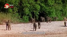 猎豹乘猴群不注意，直接叼走小猴子，结果被猴妈妈一顿猛攻！