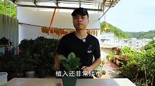 长寿花放在这个“位置”，叶片比猪耳朵还肥，四季肥嘟嘟